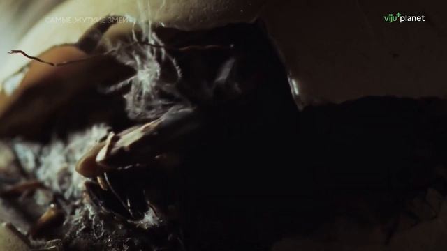 Дикая природа. Самые жуткие змеи Австралии смотреть онлайн