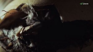 Дикая природа. Самые жуткие змеи Австралии