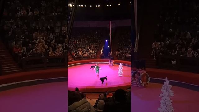 декабрь 2022 - Днепр, Цирк, Новогодние приключения смотреть онлайн