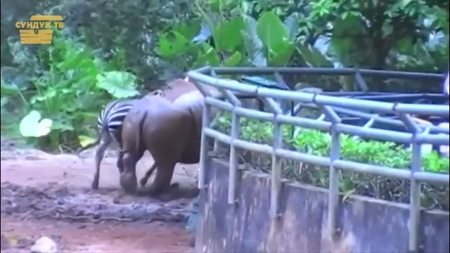 То, Что Они Сняли на Камеру удивило Весь Мир.