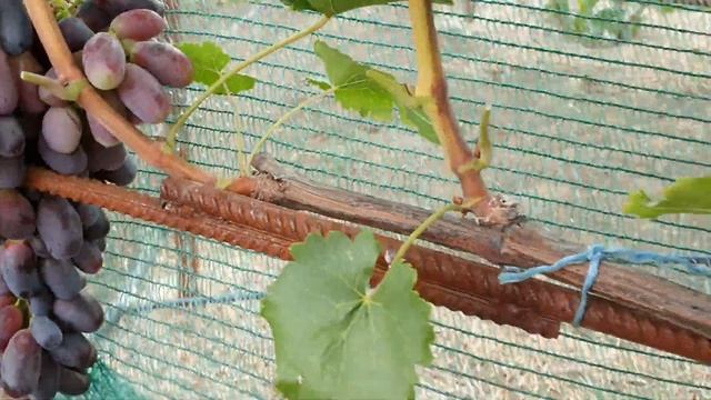 Красава 2022 смотреть онлайн