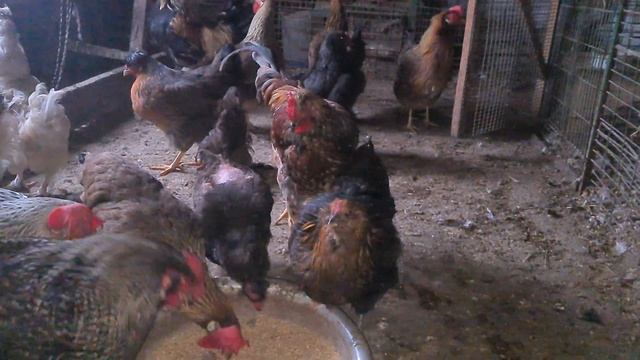 Разные куры на нашем подворье/Показал вам всё куриное семейство/Лучшие куры