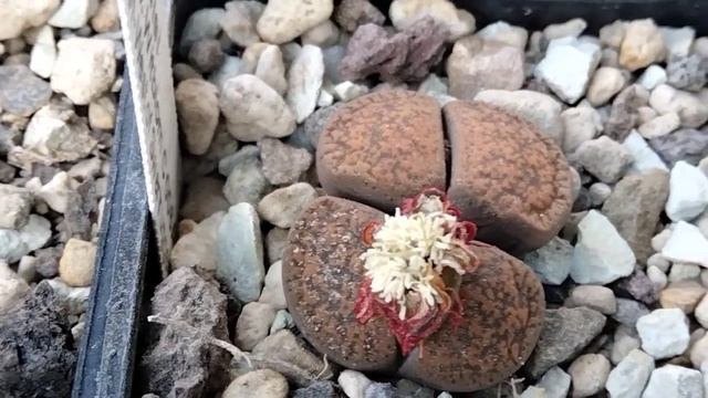 Живые камни.Сколько лет живут литопсы?? Lithops. смотреть онлайн