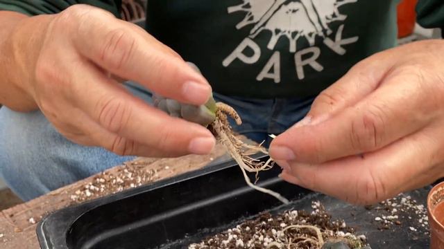 Splitting a Haworthia (Part 1) смотреть онлайн