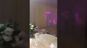 Ты че такая волосатая ??