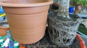 Как пересадить Юкку в домашних условиях