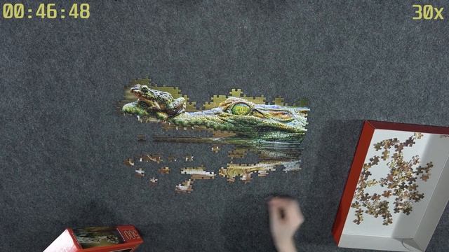 The Daredevil Frog - Castorland 500 pieces jigsaw puzzle timelapse смотреть онлайн