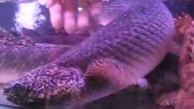 polypterus ornatipinnis 62CM(ＦＡＴ＆ＢＩＧＧＥＲ) смотреть онлайн