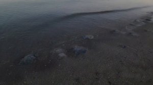 Тест удилищ для ловли пеленгаса. Часть 2. Trabucco.