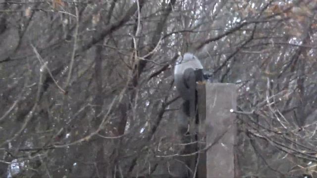 Работа обрезчика деревьев смотреть онлайн