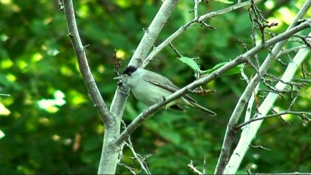 G.E.N.E. Golden Feather. Епифань -окрестности. Славка черноголовка.