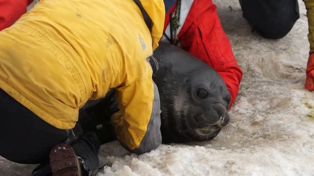 спасение детёнышей морских слонов смотреть онлайн