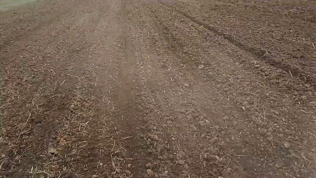 Посев ярового ячменя/2020/Китайской зерновой  сеялкой Синтай244.