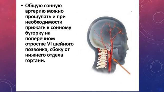 ТОПОГРАФИЯ ПРАВОЙ И ЛЕВОЙ НАРУЖНЫХ СОННЫХ АРТЕРИЙ, ИХ ОТЛИЧИЕ. ПЛЕЧЕГОЛОВНОЙ СТВОЛ. смотреть онлайн