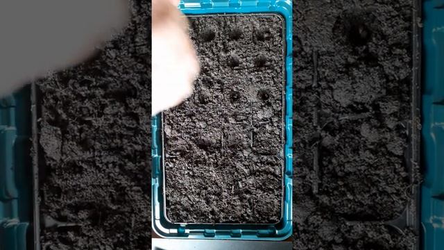 Planting Borage смотреть онлайн