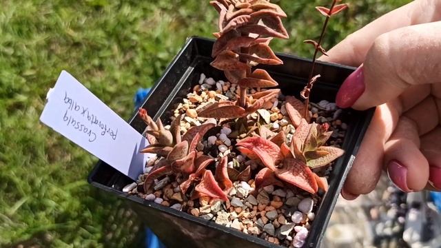 Обрезка суккулентов: как, зачем и что происходит с растением после обрезки смотреть онлайн