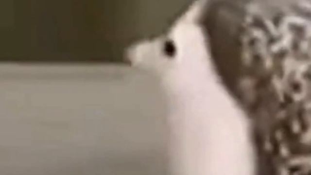 Ёжик танцует 1 час:D смотреть онлайн