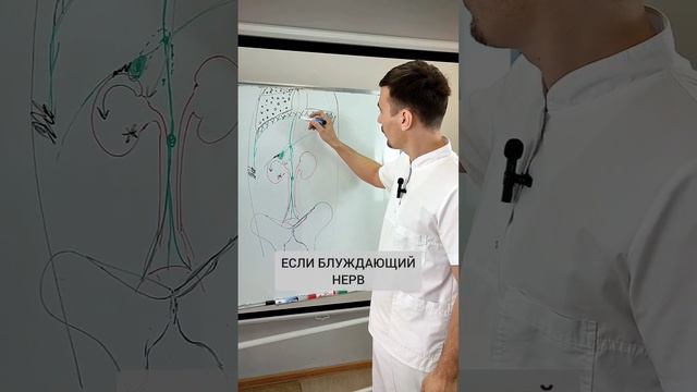 ПРИЧИНА КАМНЕЙ В ПОЧКАХ #егормоскалев #камнивпочках смотреть онлайн