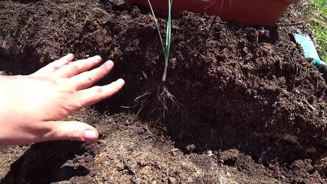 Хочешь головку с килограмм, сажай лук эксибишен таким способом смотреть онлайн