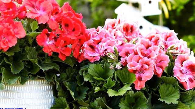 Как заставить герань цвести.Эффективная подкормка герани. Применяю дрожжи и герань цветет красиво.