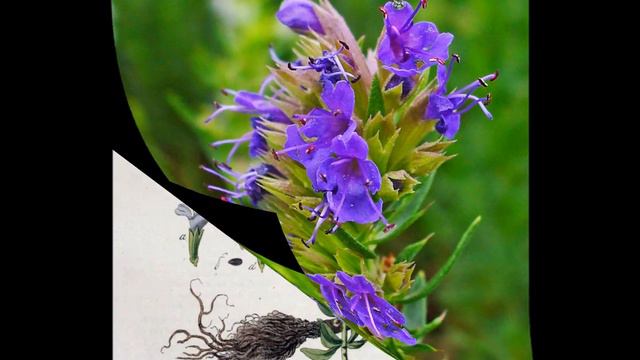 Hyssopus officinalis (Lamiàcies) смотреть онлайн