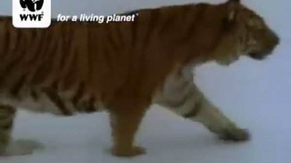 Amur (Siberian) tiger