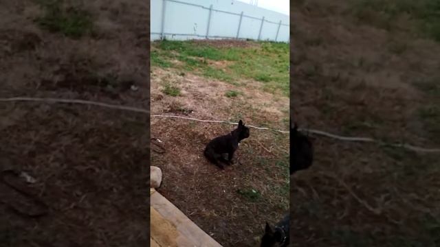 Мои 20 соток/ Сколько стоит бытовка /Забор/ Цветы/Собаки смотреть онлайн