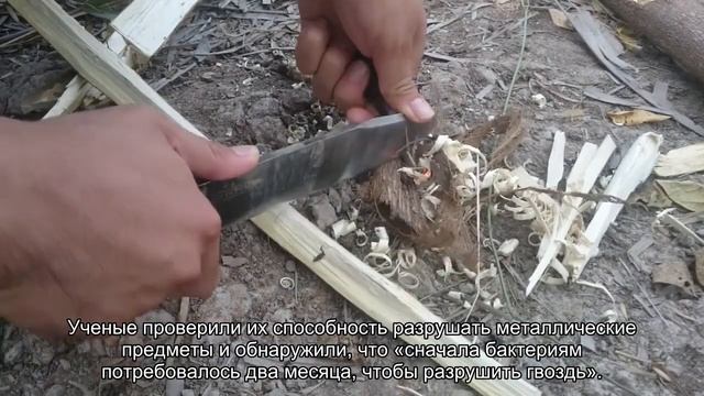 Бактерии, которые питаются металлами, съедают гвоздь всего за три дня смотреть онлайн