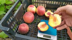 Персик Тендресс, Кевина, Флемин фюри 24-007, Свит дрим, Экстрим свит и нектарин Сильвер мун