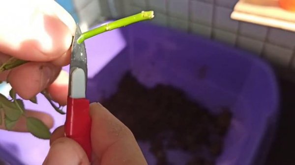 Укоренения домашней розы