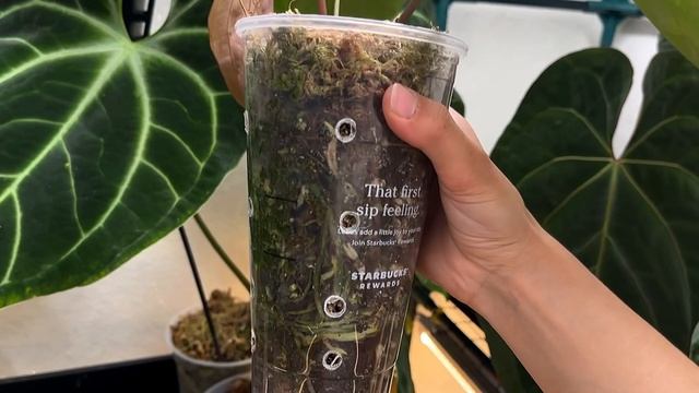 My entire Anthurium collection | Anthurium green house tour pt.1 смотреть онлайн