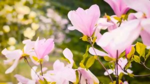 "Всё это называется природа"