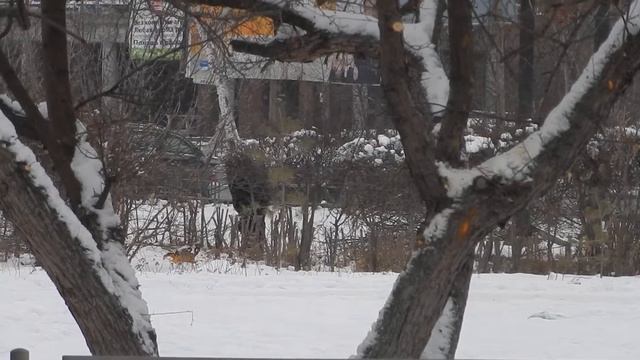 новости Ачинска | мероприятия по изменению крон/веток деревьев/кустарников смотреть онлайн