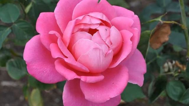 Amazing and Most Beautiful Rosa Peace Flowers смотреть онлайн