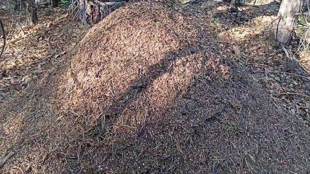 Яйцо муравьиное часть 2. смотреть онлайн