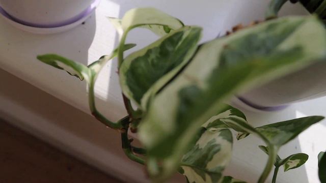 Plant Collection Tour смотреть онлайн