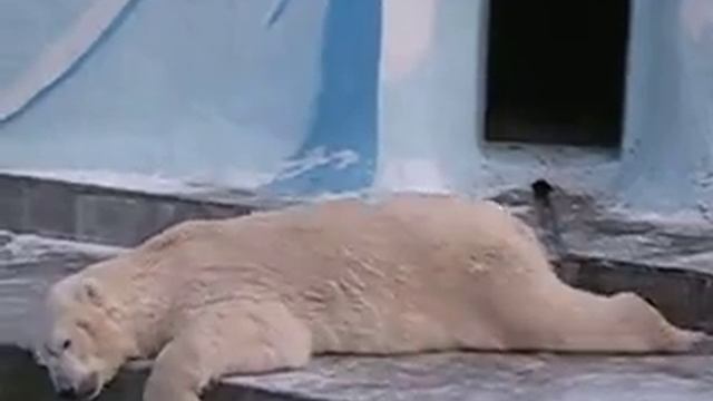 Поваляшки Кая...Новосибирский зоопарк...14.11.15 г. смотреть онлайн