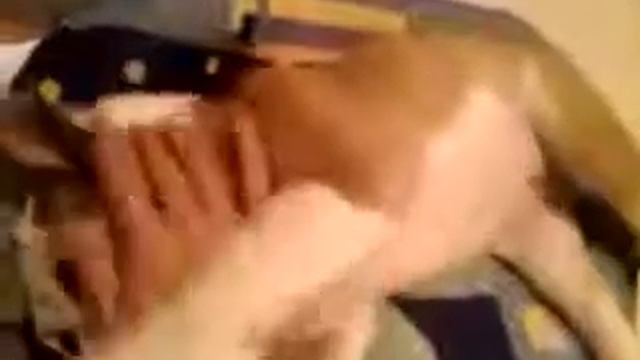 Английской бульдожке Монне Лизе 2 месяца смотреть онлайн