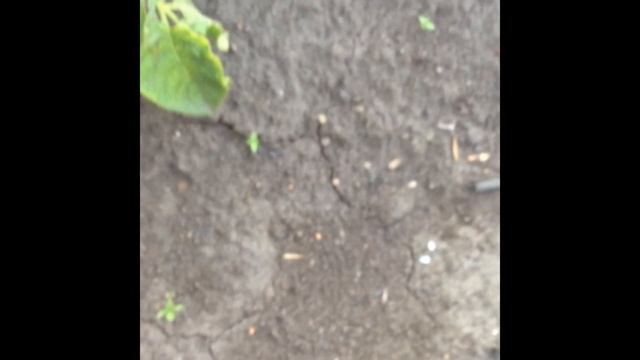 Стеклянница малинная (Pennisetia hylaeiformis) смотреть онлайн