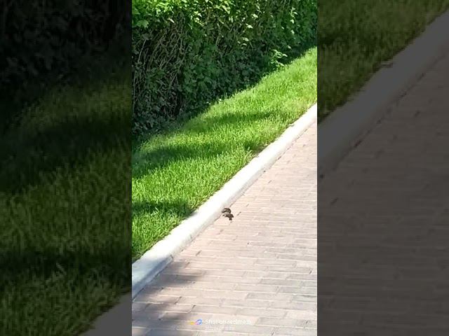 Птичка. смотреть онлайн