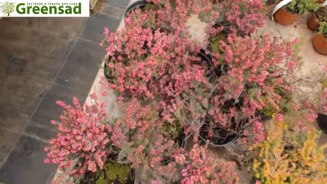 Эрика розовая смотреть онлайн