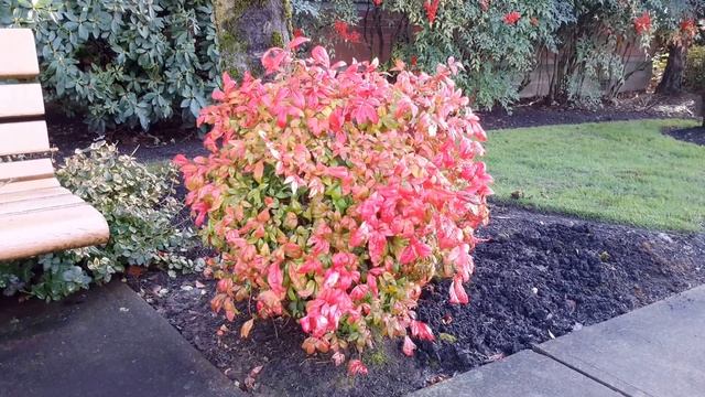 Dwarf Heavenly Bamboo / Nandina domestica 'Firepower' смотреть онлайн