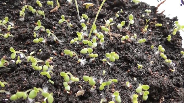 ТАБАК ПРОРАСТАЕТ прямо на глазах смотреть онлайн