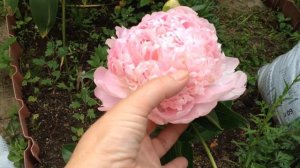 пион Свит 16 (Sweet - 16)