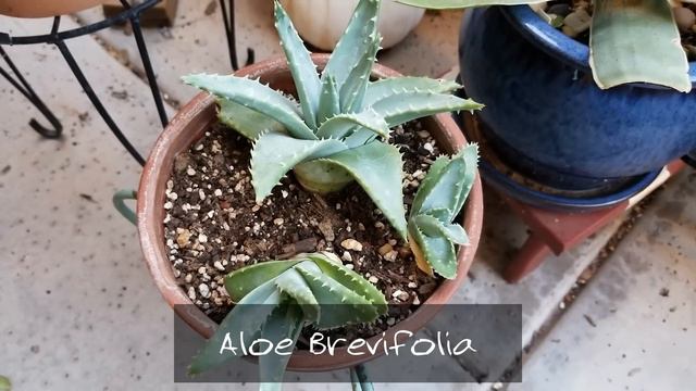 Aloe Collection and Care Tips смотреть онлайн