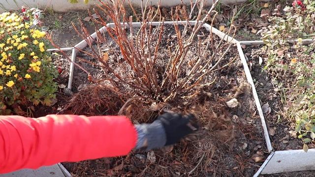 Как укрыть крупнолистную гортензию на зиму? смотреть онлайн