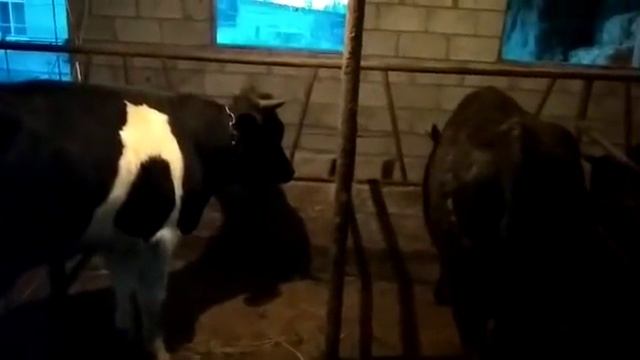 (33) выход мяса после замера лентой смотреть онлайн