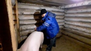 Искусственное осеменение свиней. Как осеменить свинью в домашних условиях без хряка.