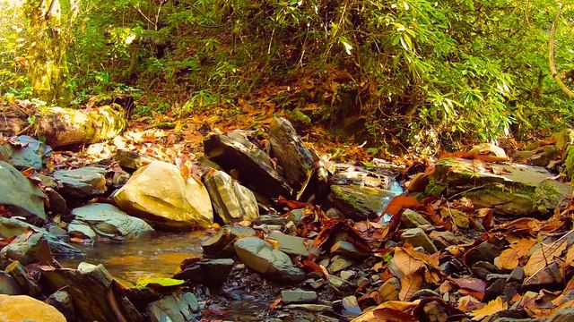Gentle Sound of a Rocky Mountain River with the Light Bird Chirping in Forest - Autumn Nature View смотреть онлайн