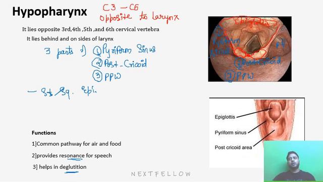 ENT Anatomy Of Pharynx Concept For NEETPG,FMGE,INICET,NEXT.